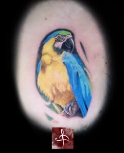 Tatouage perroquet ara en couleur réaliste, bleu et jaune, petit format